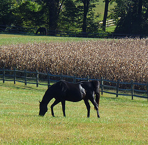 Highland Township Pennsylvania pasture